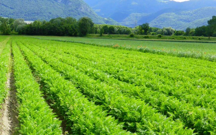 Le Programme national de développement des Agropoles du Sénégal : un levier stratégique pour transformer l’agriculture